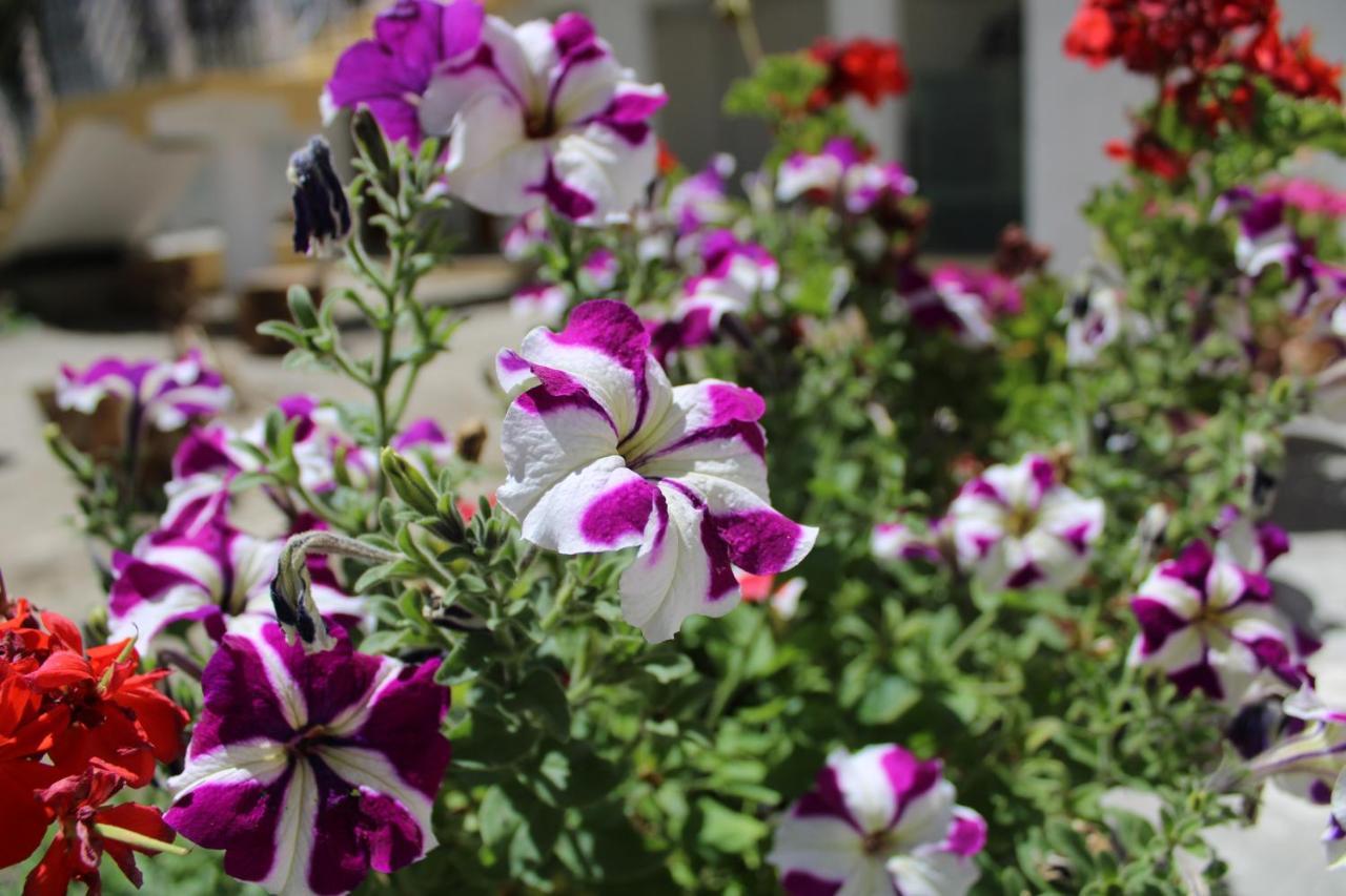 Sernang Homestay Hundar Εξωτερικό φωτογραφία
