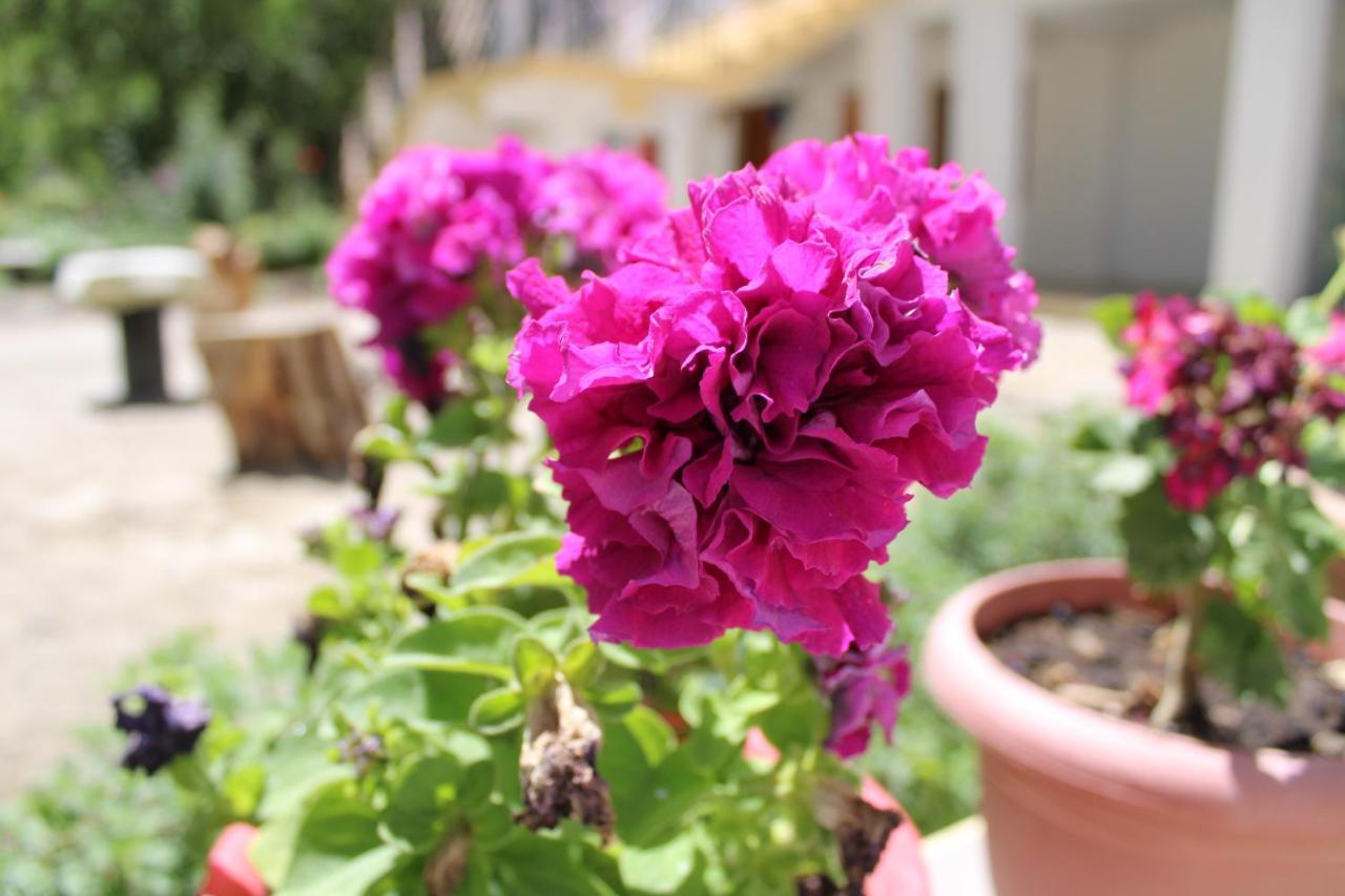 Sernang Homestay Hundar Εξωτερικό φωτογραφία